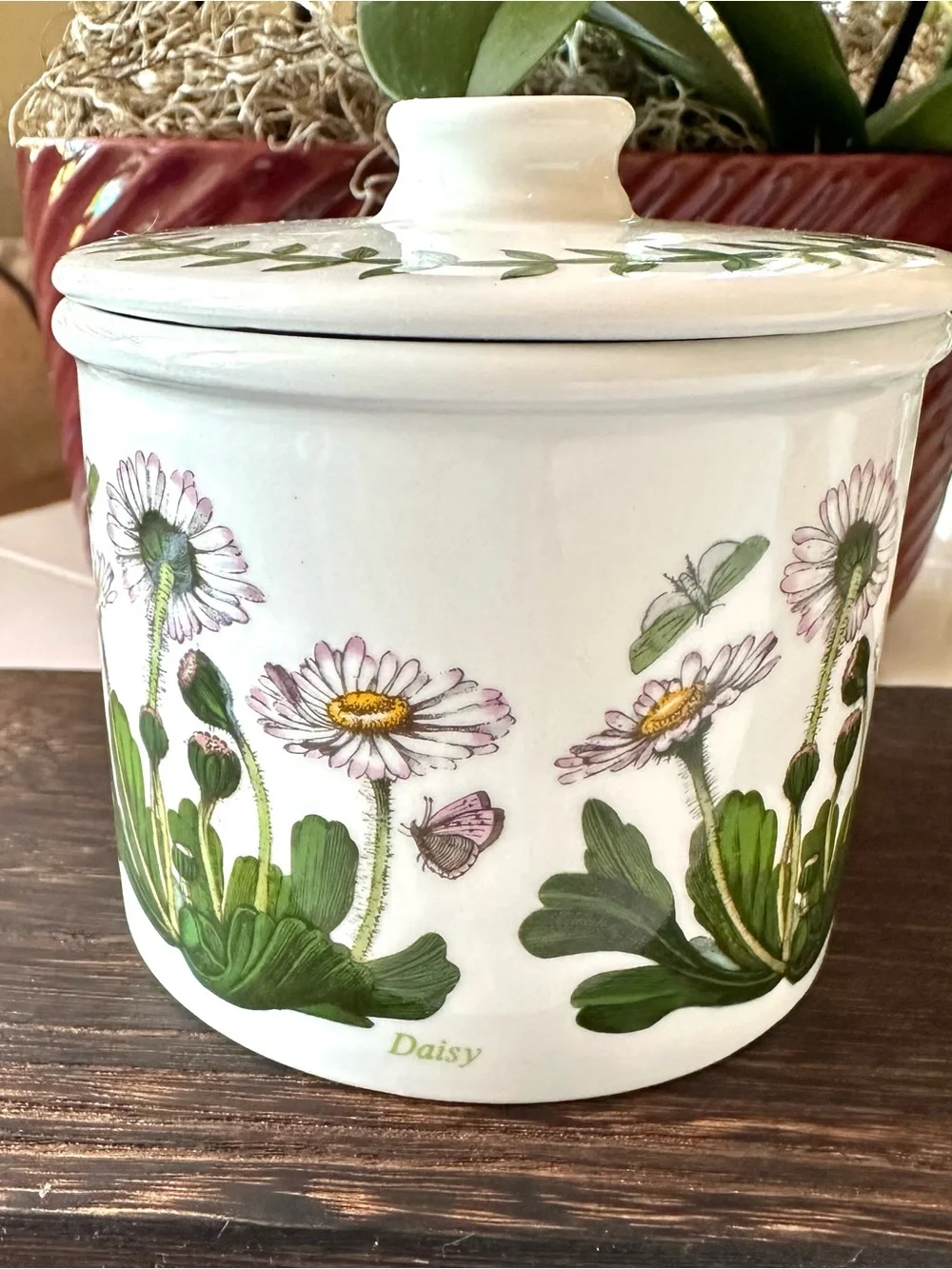 Portmeirion Botanic Garden Daisy Bellis Perennis Lidded Canister England
